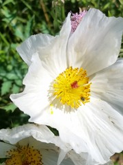 Argemone albiflora texana