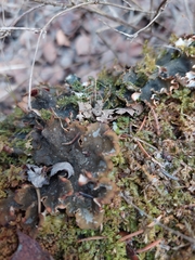 Peltigera neckeri