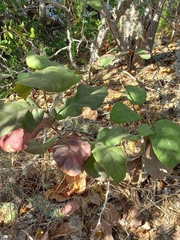 Quercus jonesii