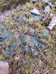 Peltigera neckeri