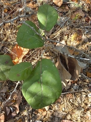 Quercus jonesii