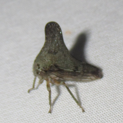 Glossonotus acuminatus