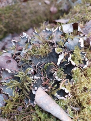 Peltigera neckeri