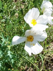 Argemone albiflora texana