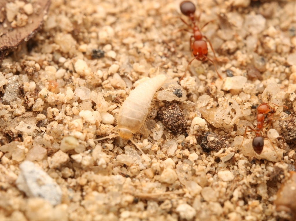 Mirolepisma deserticola