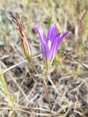 Brodiaea elegans elegans