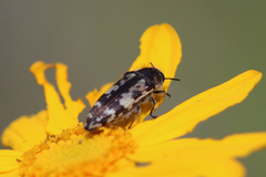 Acmaeodera hepburnii
