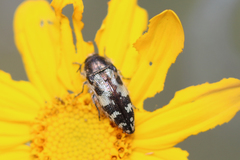 Acmaeodera hepburnii
