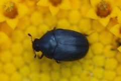 Orphilus subnitidus