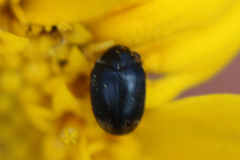 Cryptorhopalum apicale