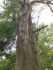 Biscogniauxia atropunctata