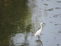Egretta thula
