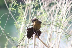 Quiscalus mexicanus