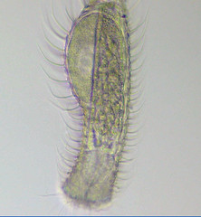 Chaetonotus cordiformis