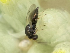 Eulophus