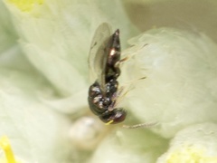 Eulophus