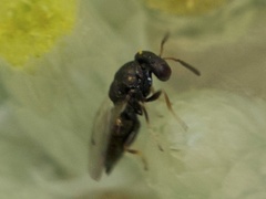 Eulophus