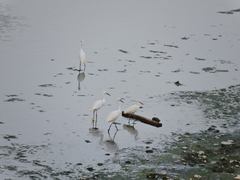 Egretta thula
