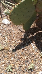 Aspidoscelis scalaris