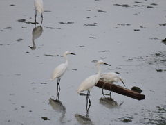 Egretta thula