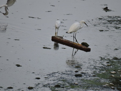 Egretta thula