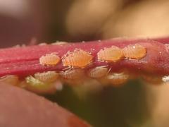 Liosomaphis berberidis