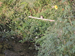 Chloroceryle americana