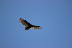 Cathartes aura