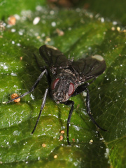 Melanophora