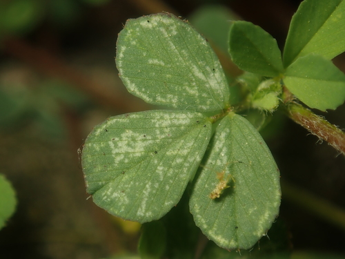 Clover mite