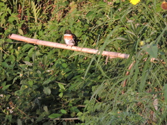 Chloroceryle americana