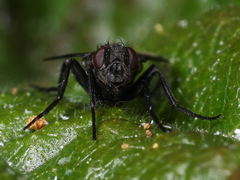Melanophora