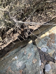 Masticophis lateralis