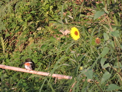 Chloroceryle americana