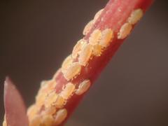 Liosomaphis berberidis