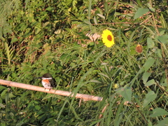Chloroceryle americana