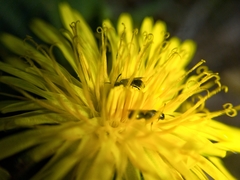 Taraxacum officinale