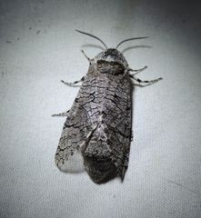 Prionoxystus macmurtrei