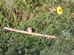 Chloroceryle americana