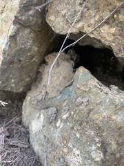 Masticophis lateralis