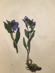 Mertensia longiflora