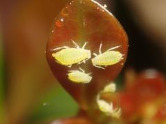 Liosomaphis berberidis