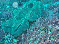 Gilloblennius abditus