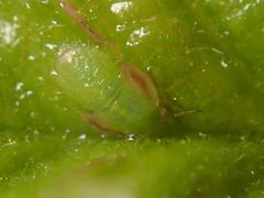 Cacopsylla peregrina
