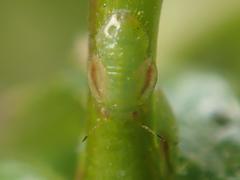 Cacopsylla peregrina