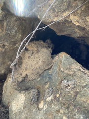 Masticophis lateralis