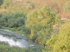 Ardea alba