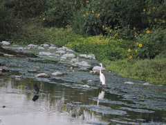 Ardea alba