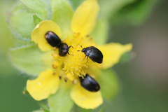 Cryptorhopalum apicale