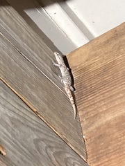 Hemidactylus turcicus